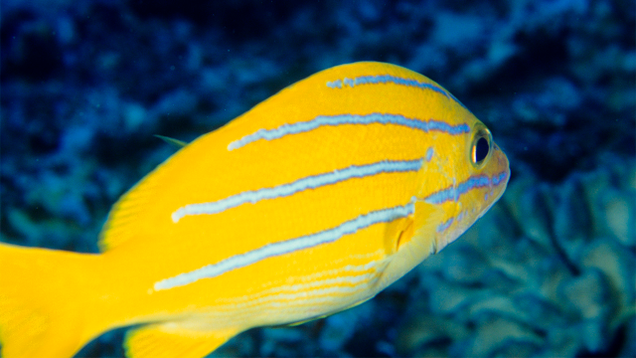 Illustration for article titled If You Don’t Like Any Of The Beautiful Fish In This List, Tell Us And We’ll Eat Them